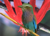 Ecuador: a hummingbird